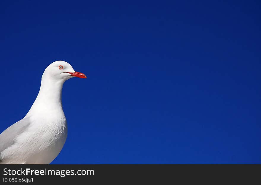 Seagull