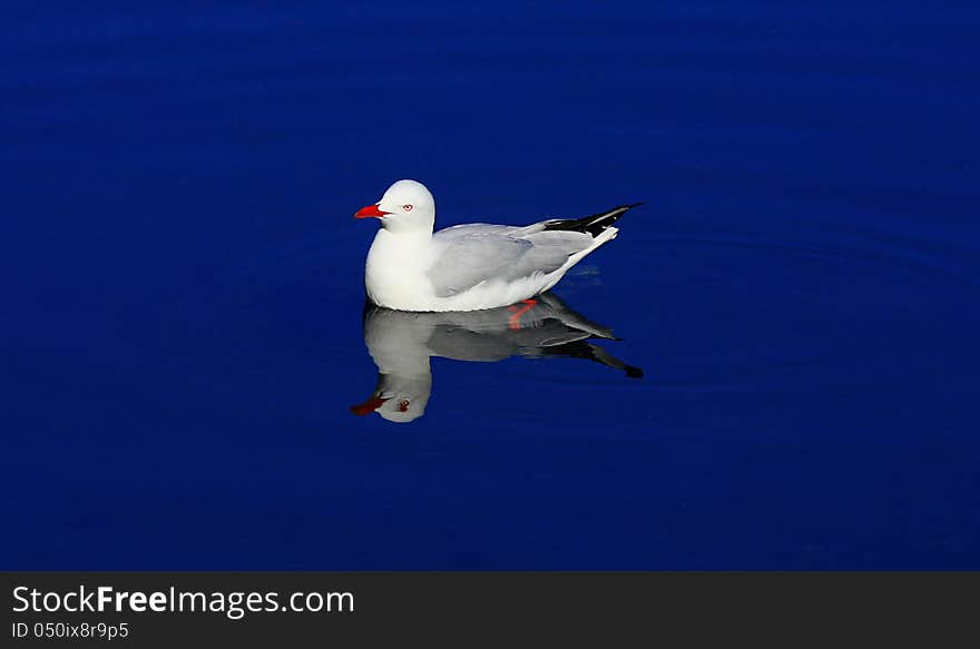 Seagull