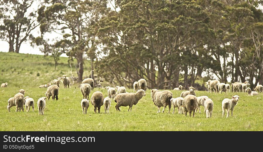 Sheep In TAsmania