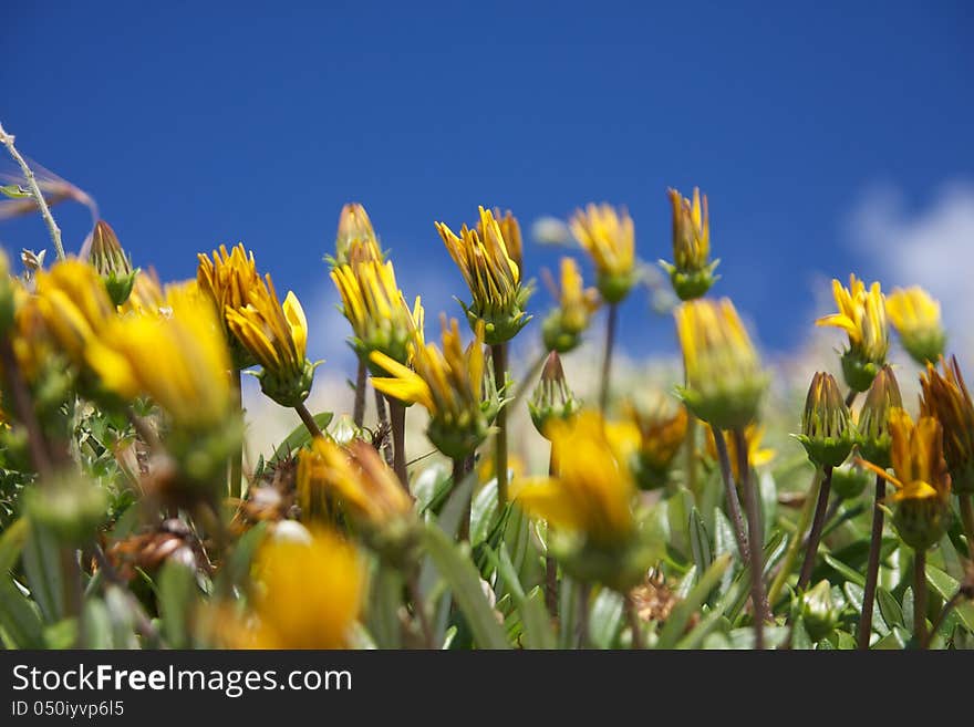 Yellow flowers contrast with blue sky.