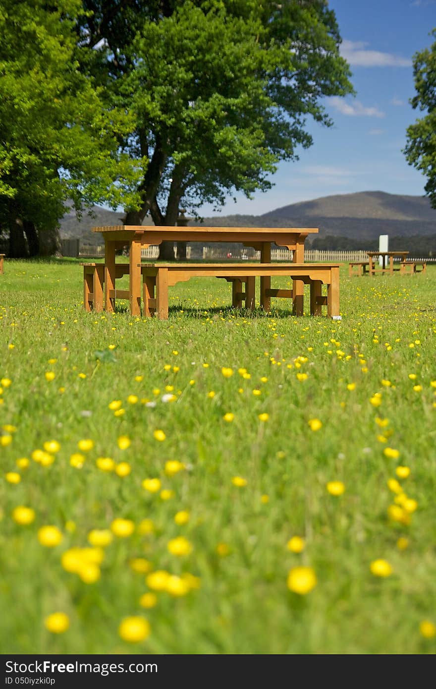 Yellow flowers contrast with blue sky and peaceful chair.