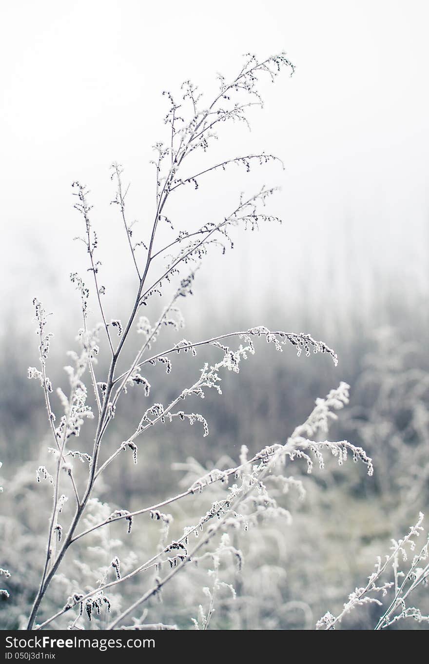 Frozen forest