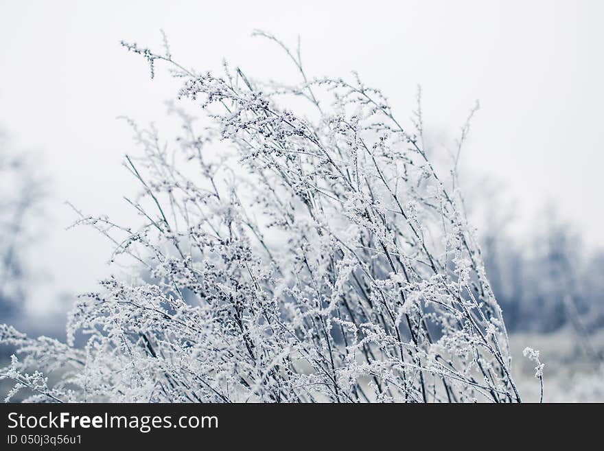 Frozen field