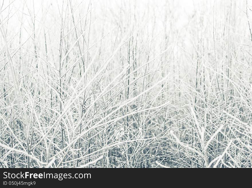 Frozen bushes