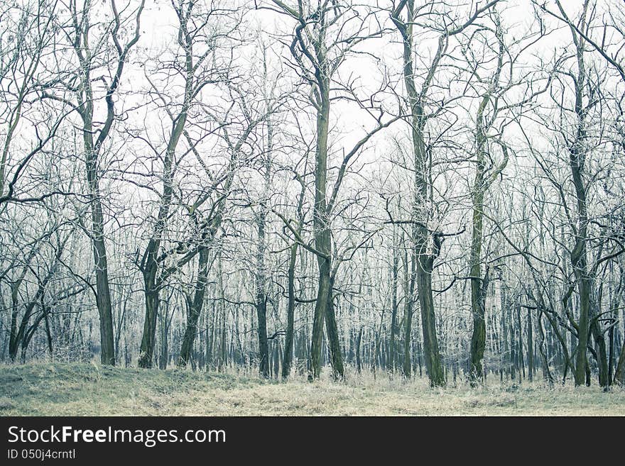 Frozen forest