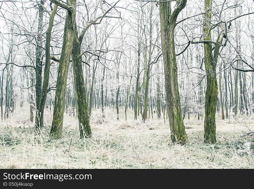 Frozen Forest