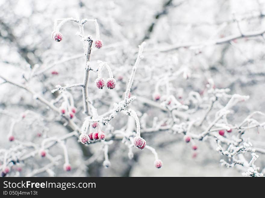 Frozen rosehips