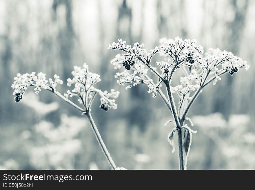 Frozen bush