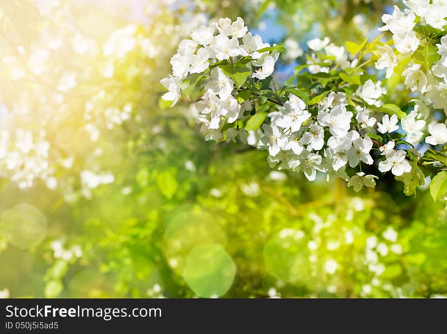 Flowers of apple tree in sunny day