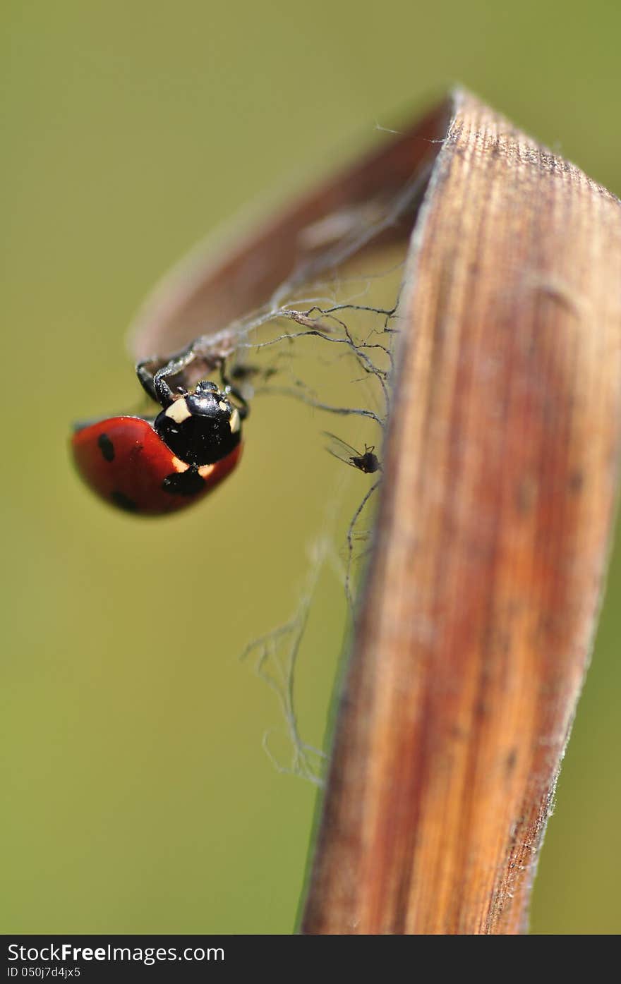 Coccinella septempunctata, the seven-spot ladybird (or, in North America, seven-spotted ladybug or C-7[1]), is the most common ladybird in Europe. Its elytra are of a red colour, but punctuated with three black spots each, with one further spot being spread over the junction of the two, making a total of seven spots, from which the species derives both its common and scientific names (from the Latin septem = seven and punctata = spotted)