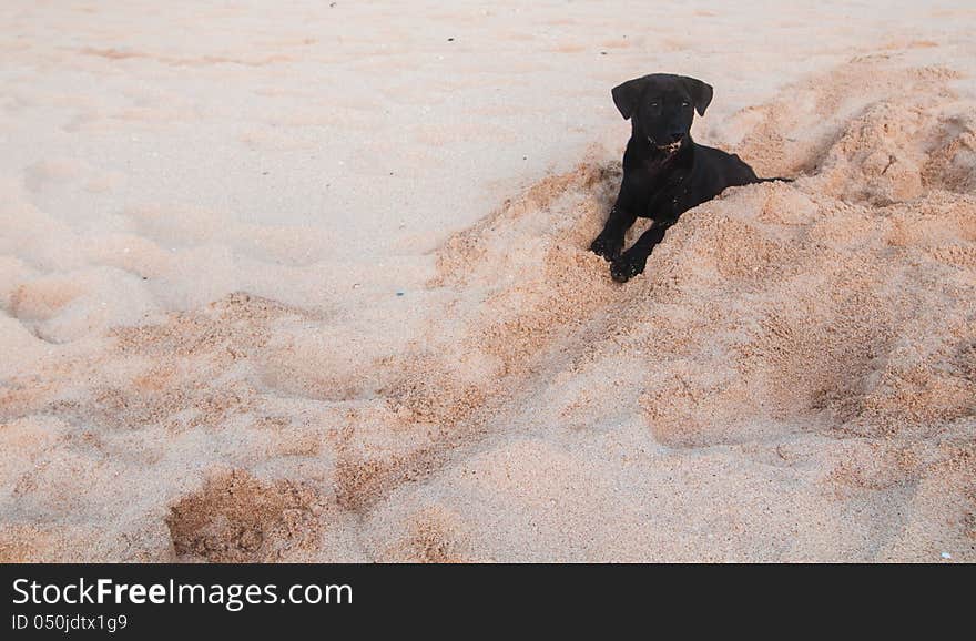 Puppy On A Beach