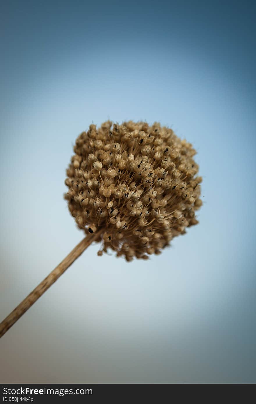 Dry onion flower against blue sky. Shallow depth of field.