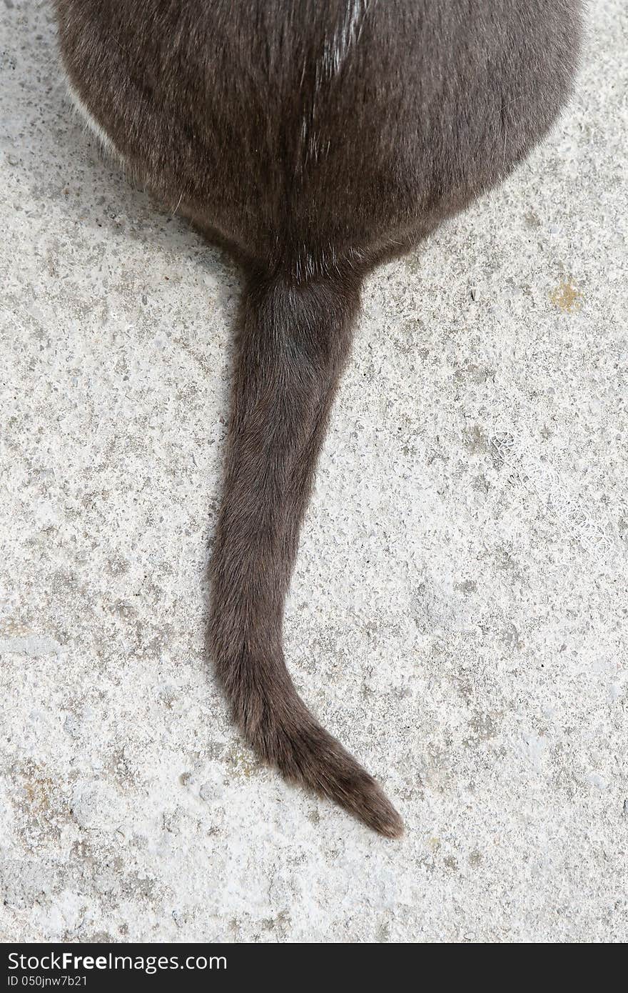 Cat tail