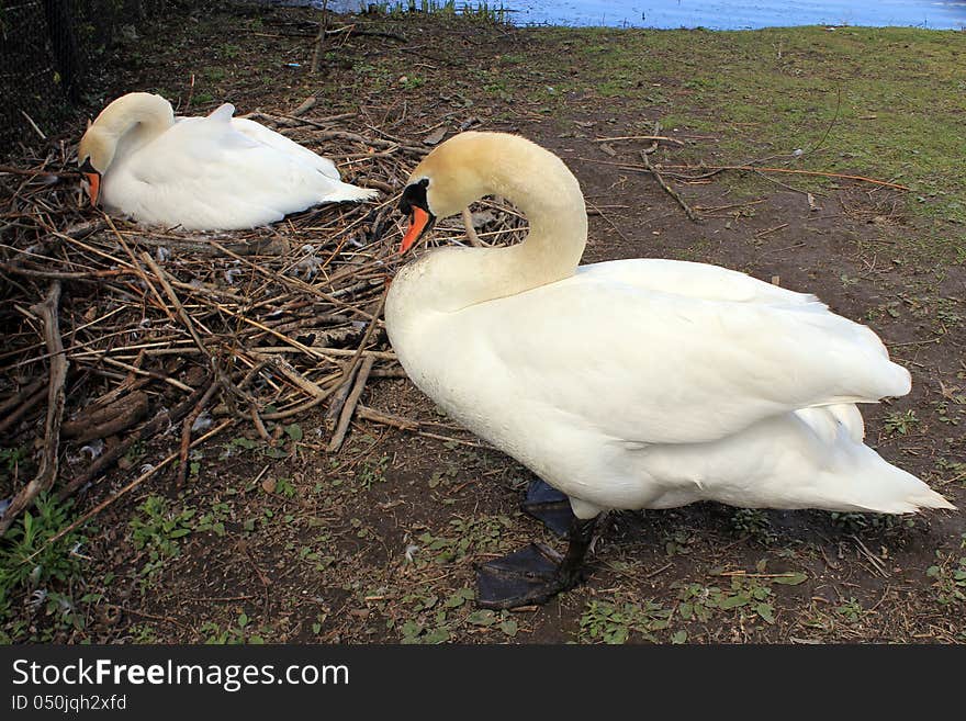 The swans couple in the nest