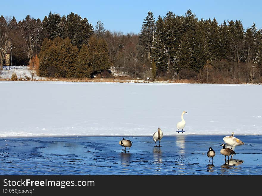 Swans and geese on the ice of winter lake. Swans and geese on the ice of winter lake