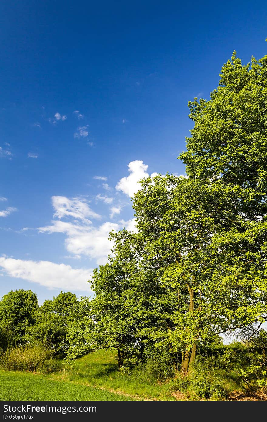 Spring landscape