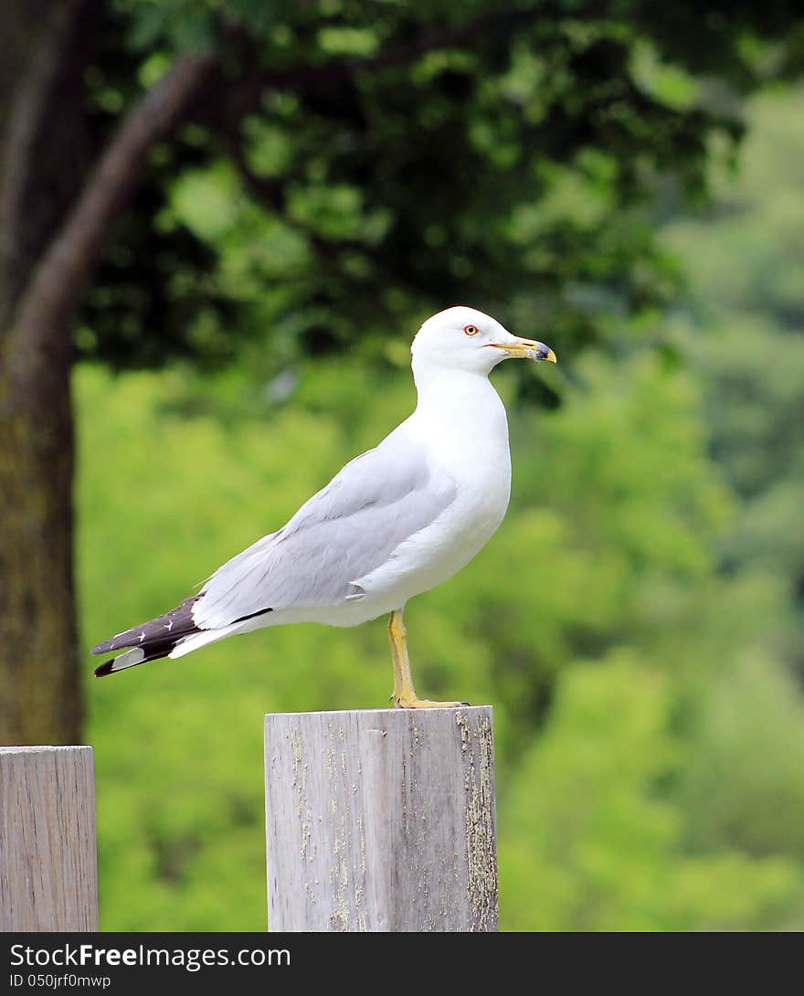 Seagull