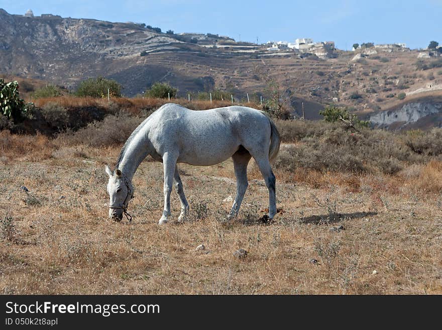 Grey horse grazes on the pasture ische near mountains. Grey horse grazes on the pasture ische near mountains