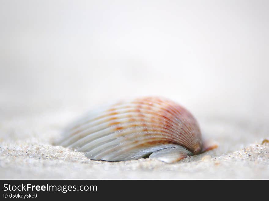 Sea shell bokeh in sandy beach