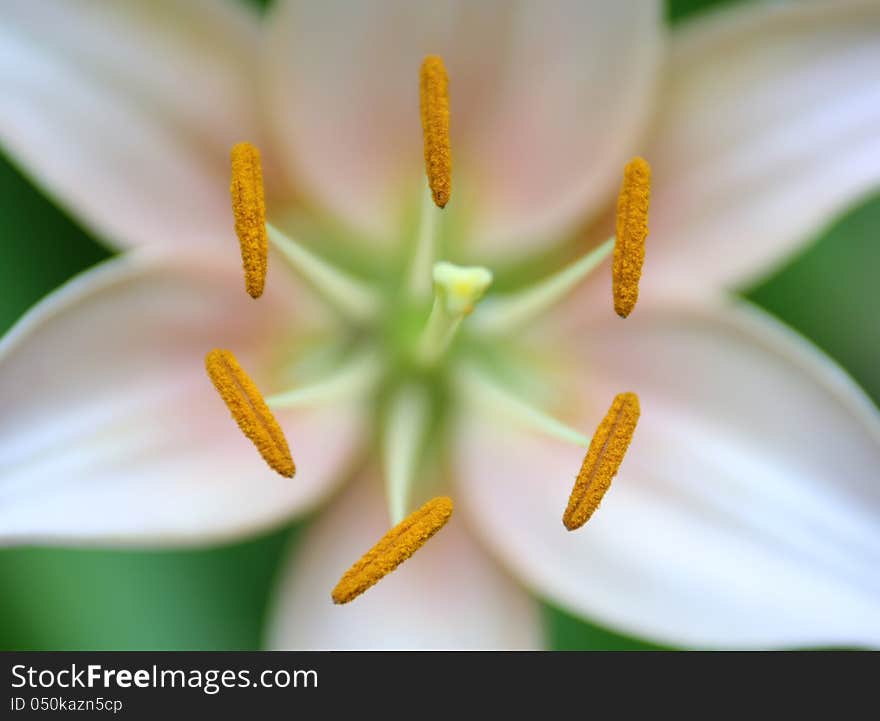 Symmetrical flower closeup