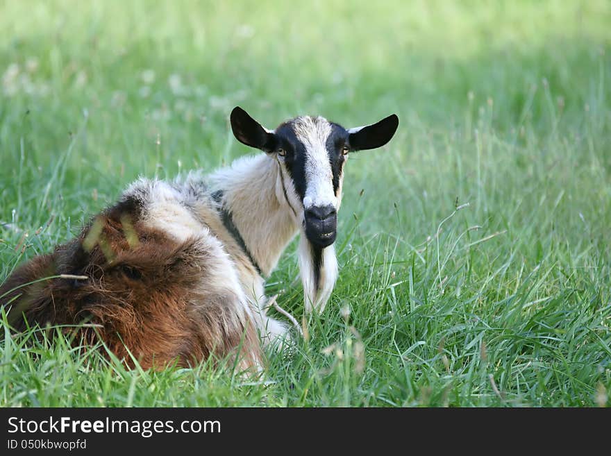 Goat Relaxing On Pasture