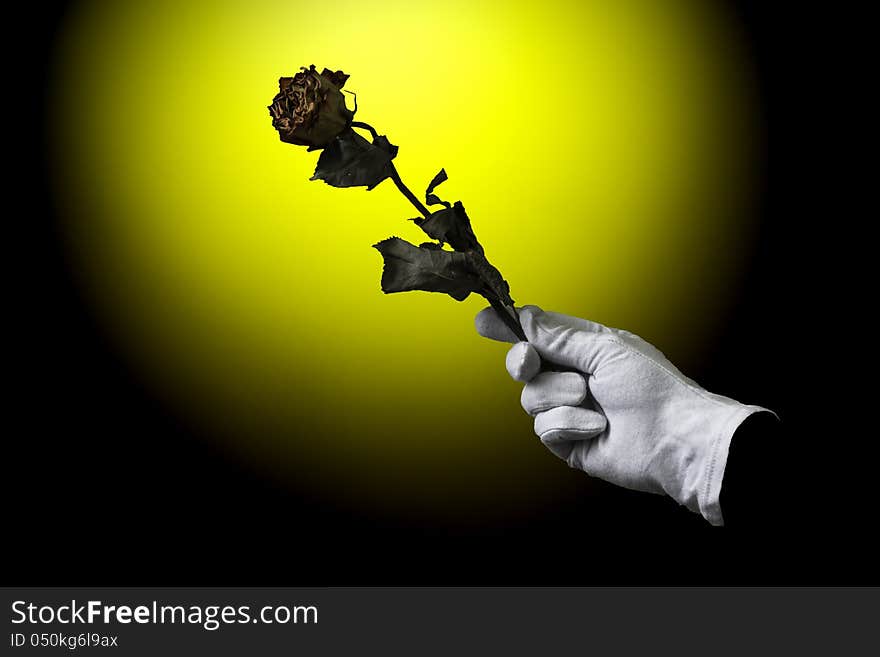 A photo I created as a gift to celebrate the name day. Roses I found in the House, glove use by large format photographs, use photo I made while holding roses on a background of yellow walls. A photo I created as a gift to celebrate the name day. Roses I found in the House, glove use by large format photographs, use photo I made while holding roses on a background of yellow walls.