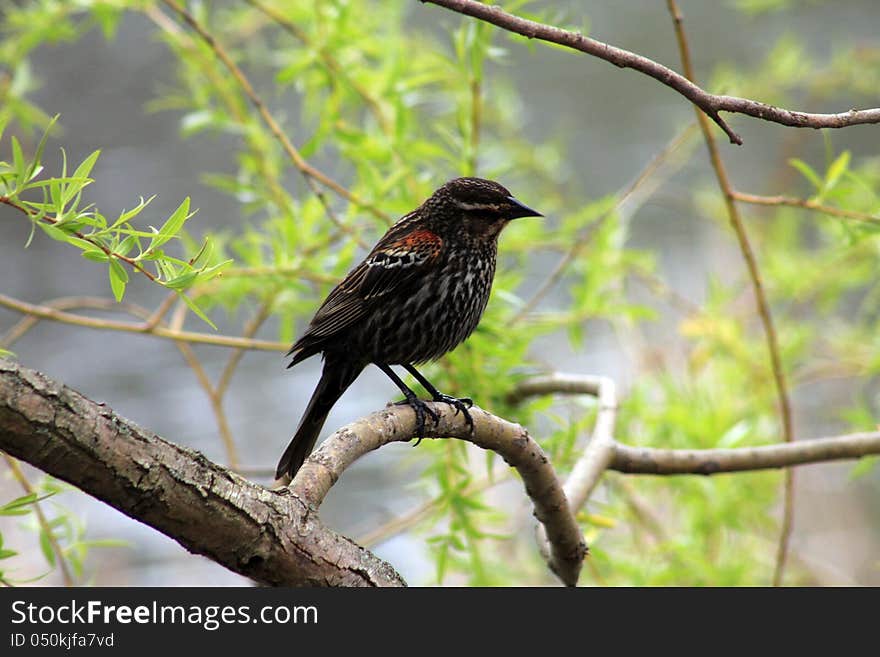 The bird sitting on tree dranch