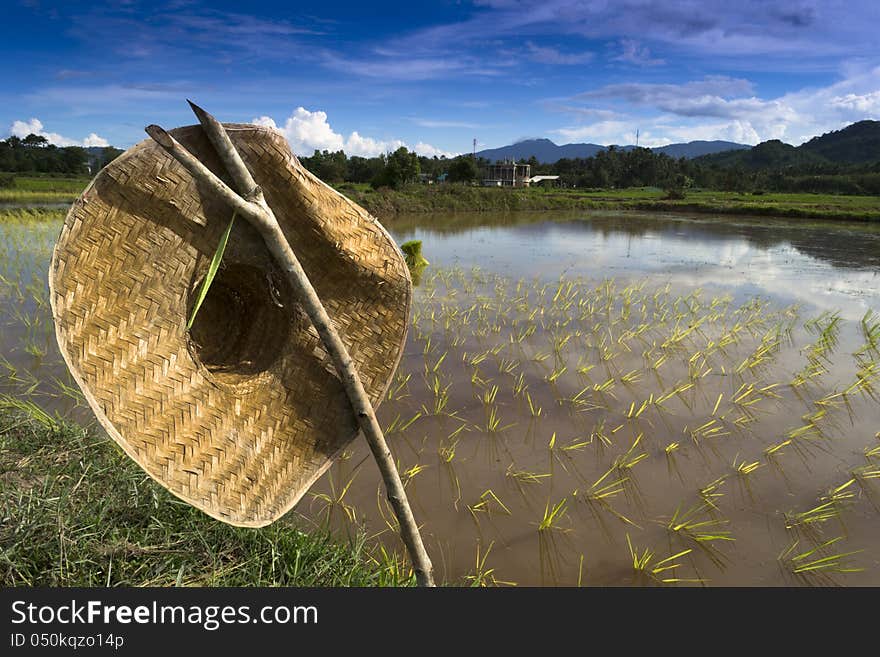 Cap covering the farmer.