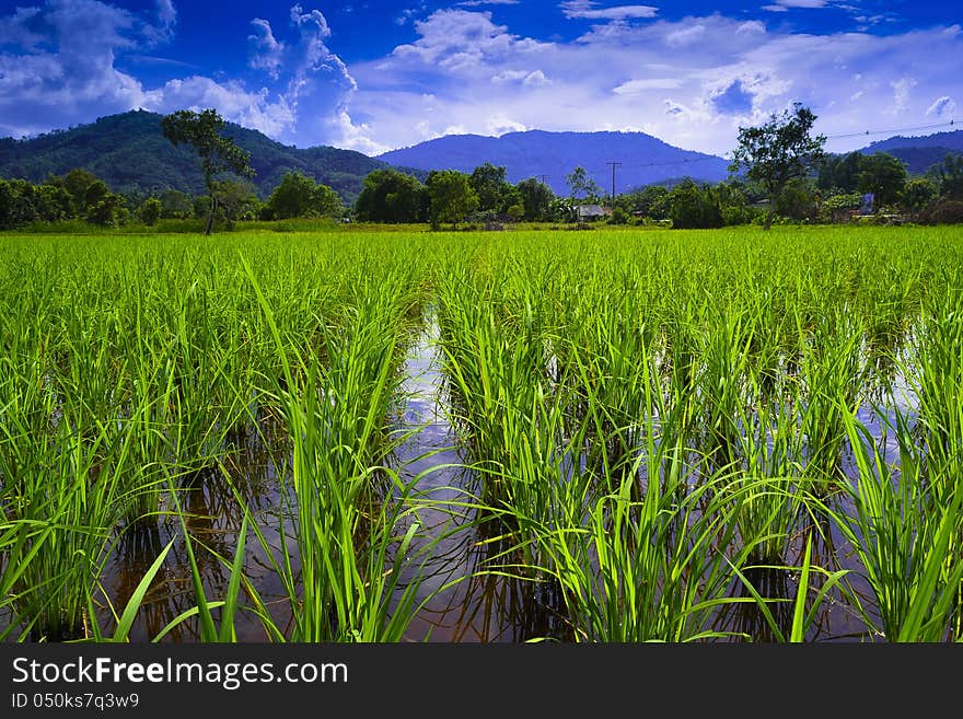 Fields, Mountains And Sky.