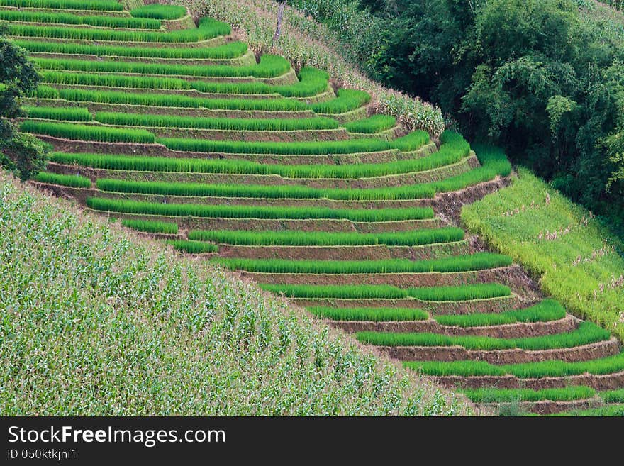 Terraced rice fields in northern Thailand