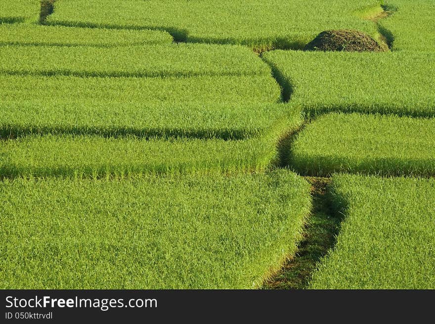 Many Green paddy in Thailand