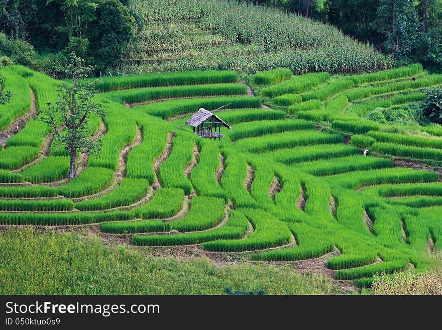 Terraced rice fields in northern Thailand