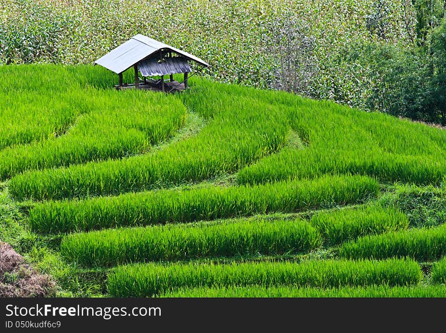 Terraced rice fields in northern Thailand