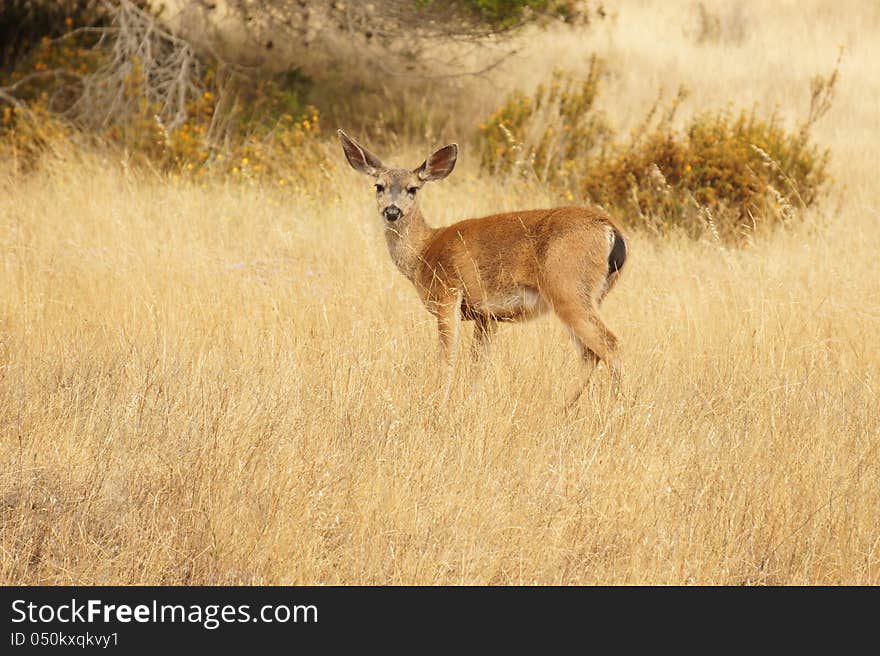 Deer with Pricked up Ears. Deer with Pricked up Ears