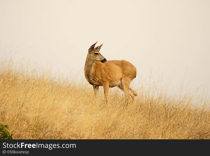 Deer poses and dramatically looks into the fields. Deer poses and dramatically looks into the fields