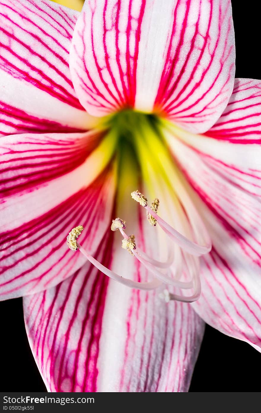 Pink and White Star Lily flower