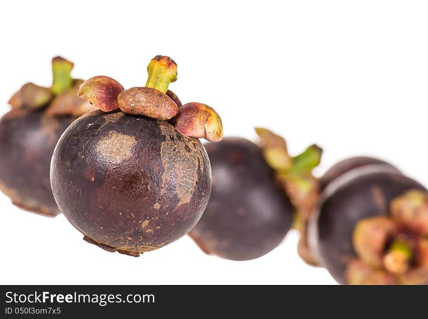 Mangosteen