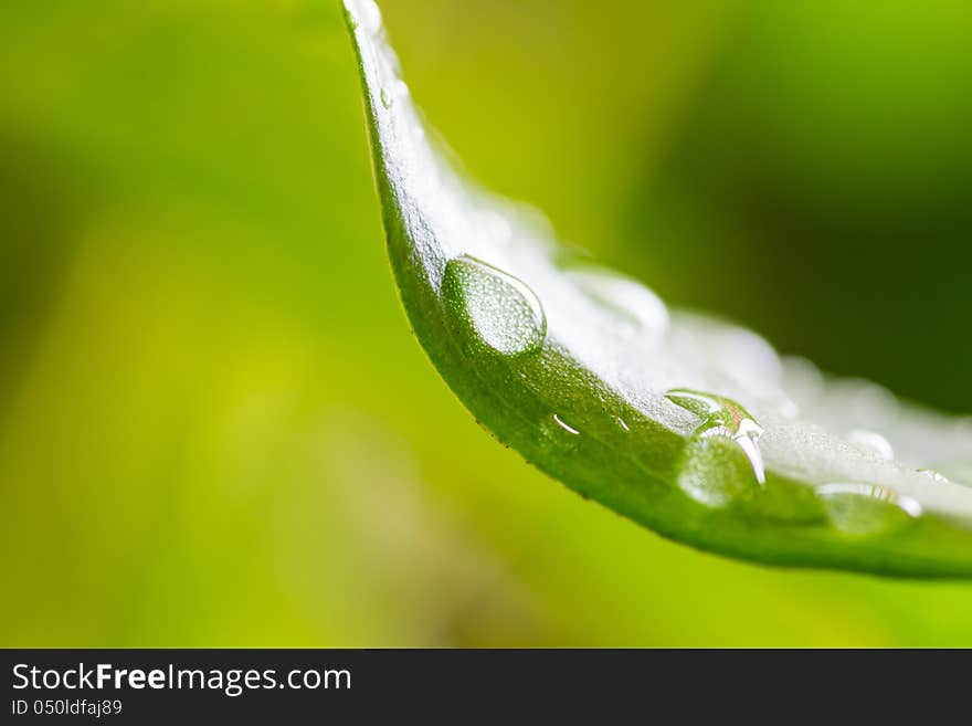 Close-up of a leaf and water drops. Close-up of a leaf and water drops