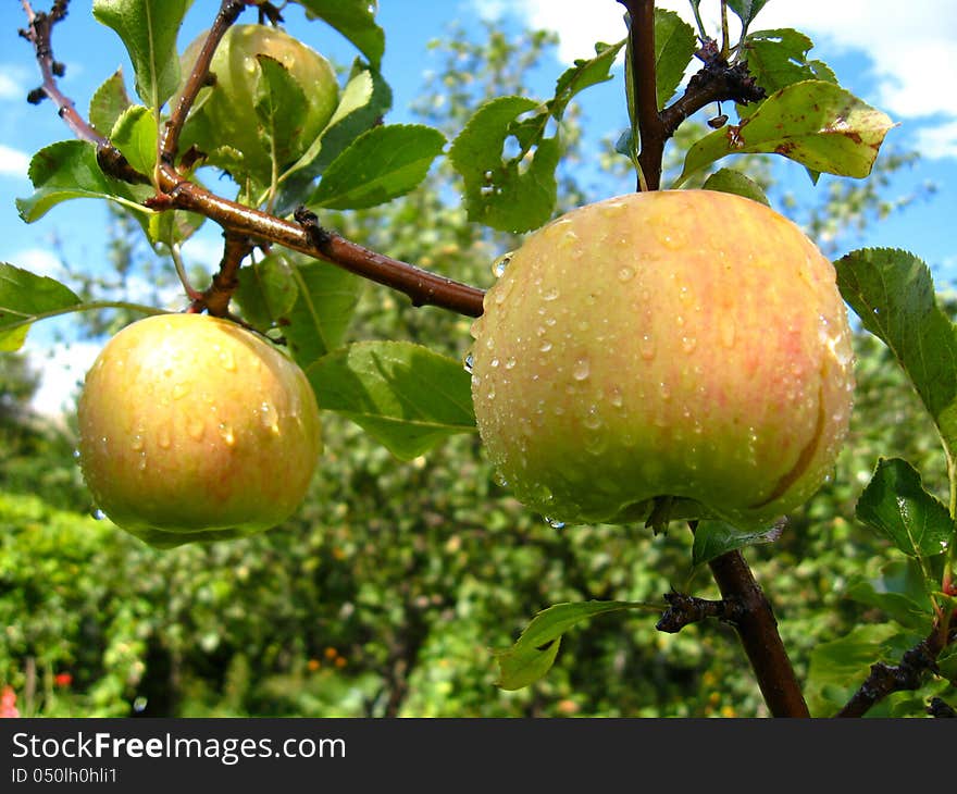 Very Tasty And Ripe Apples