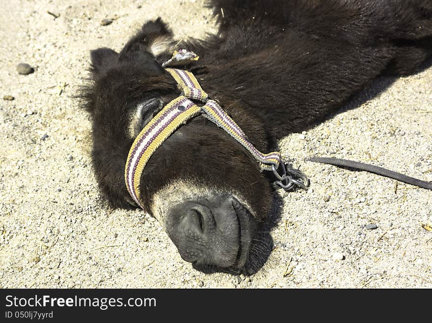 tired animal is lying on the sand and thinking about something pleasant. It is resting. tired animal is lying on the sand and thinking about something pleasant. It is resting.