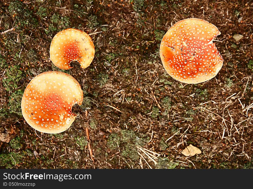 Three poisonous mushrooms from above. Three poisonous mushrooms from above