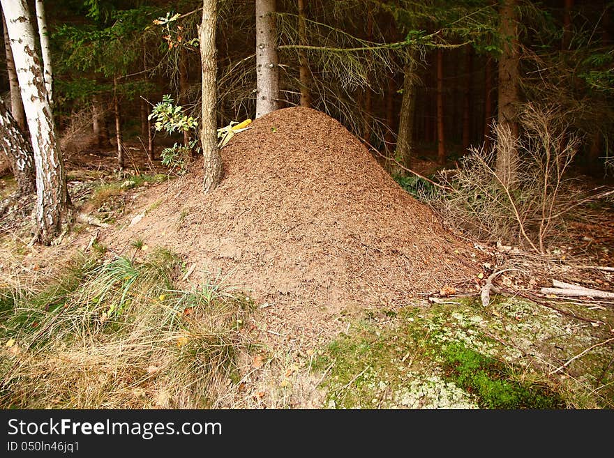 Anthill