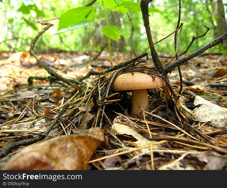 Some nice mushrooms in the green moss. Some nice mushrooms in the green moss