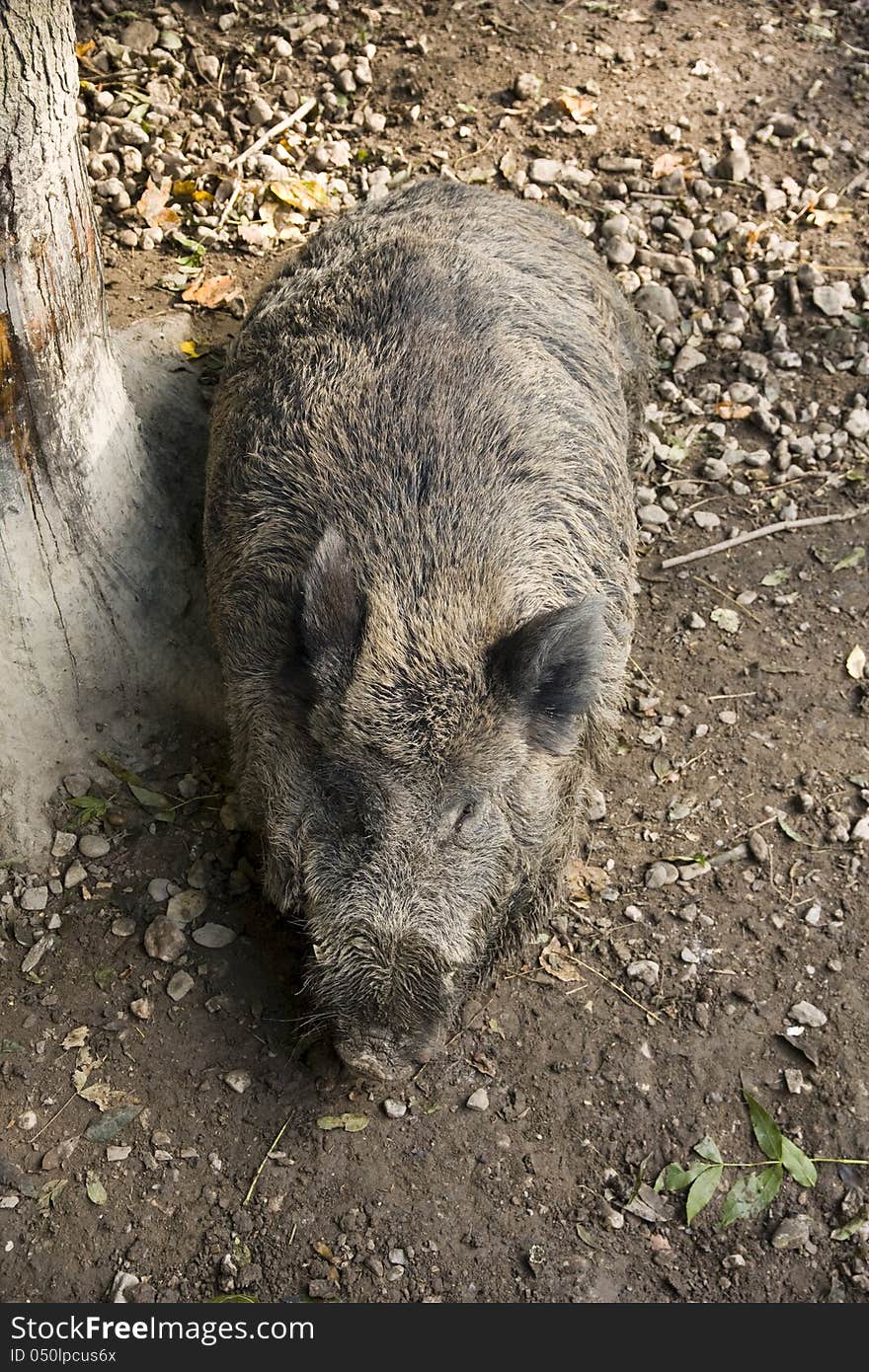 View from above lying boar. View from above lying boar