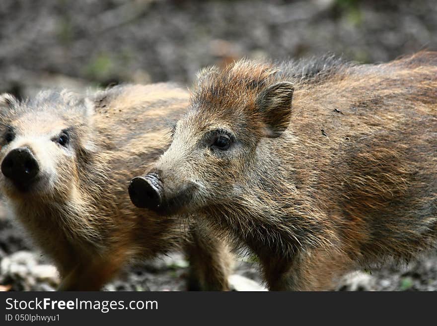 Two Piglets