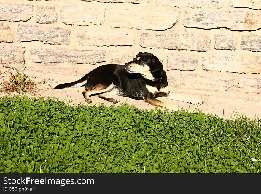 Dog lying on the concrete wall of the house, dog with head turned backwards. Dog lying on the concrete wall of the house, dog with head turned backwards