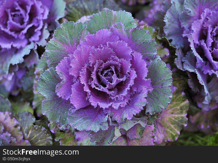 Red Cabbage(Brassica oleracea Linn)  in the winter