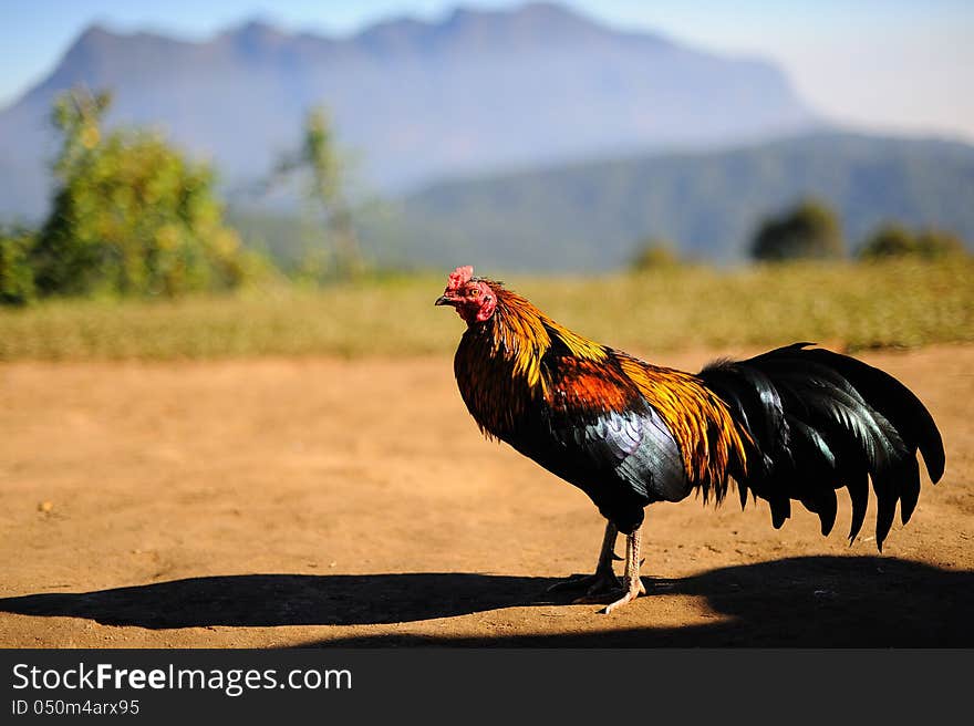 Thai chicken crowing on the mountain