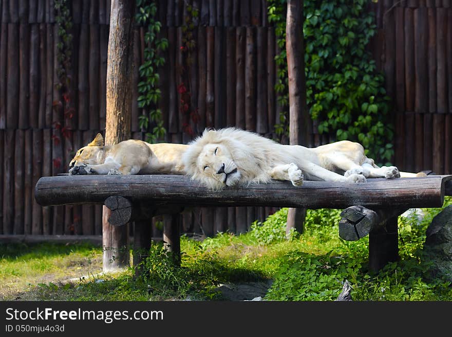 South African lion and female rests in zoo