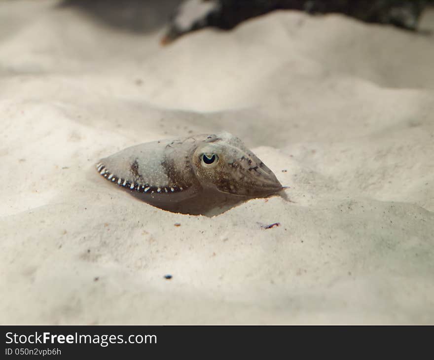 Sepia latimanus